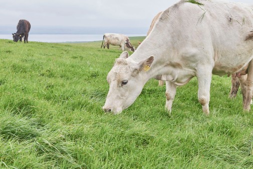 Prehistoric farmers in areas with harsher climates may have had a greater need for the nutritional benefits of milk, including vitamin D and fat.